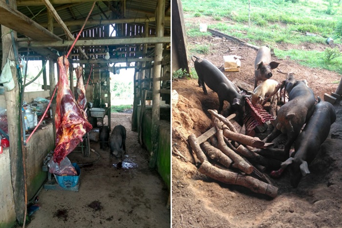 A Gazeta  Abatedouro clandestino vendia carne de cavalo como se