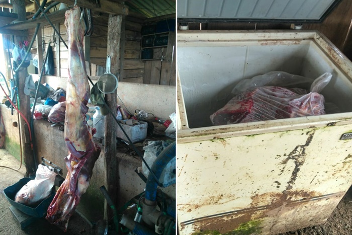 Polícia fecha abatedouro clandestino de cavalos e prende três pessoas em  Guapimirim, Guapimirim