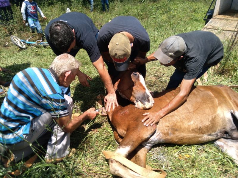 Homem suspeito de maus tratos a cavalo morto é preso no interior